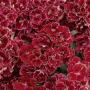 Seminte profesionale Dianthus hybrid - Garofite de gradina - imagine 49008